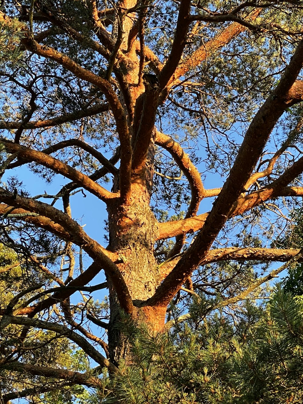 brown tree with green leaves during daytime