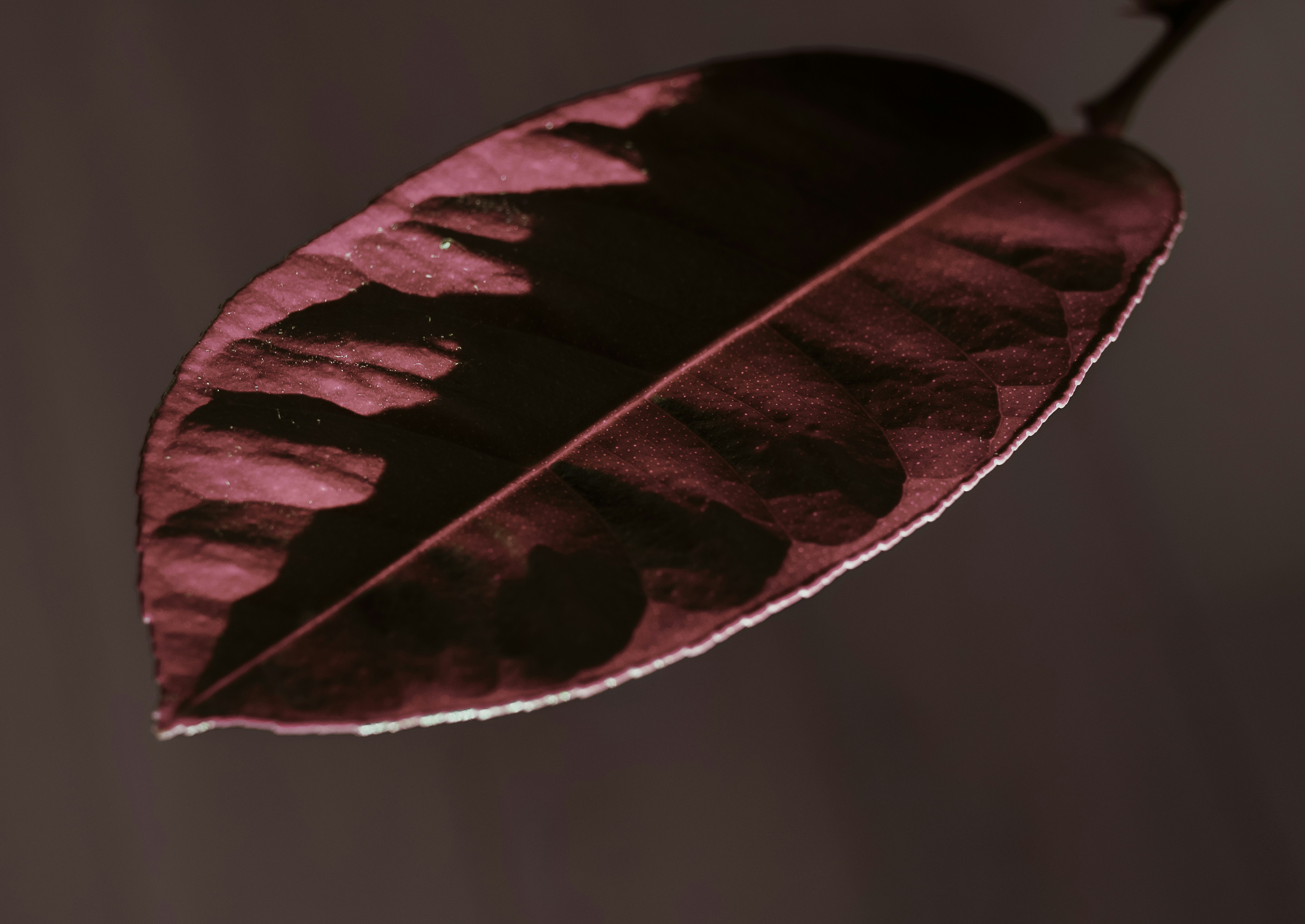 Hoja verde en la fotografía de primer plano