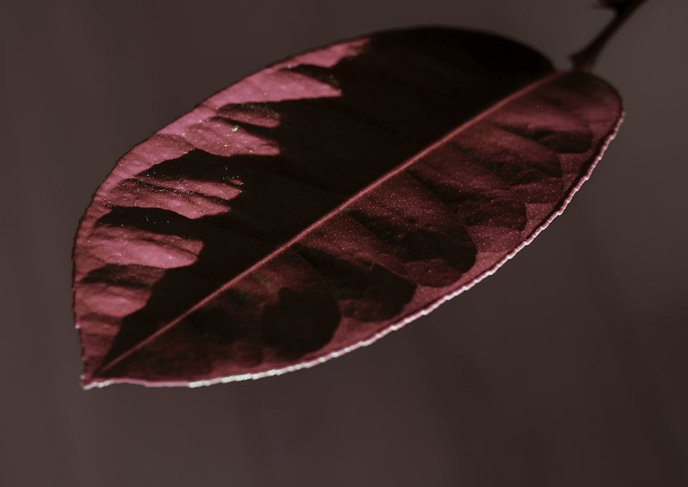 green leaf in close up photography