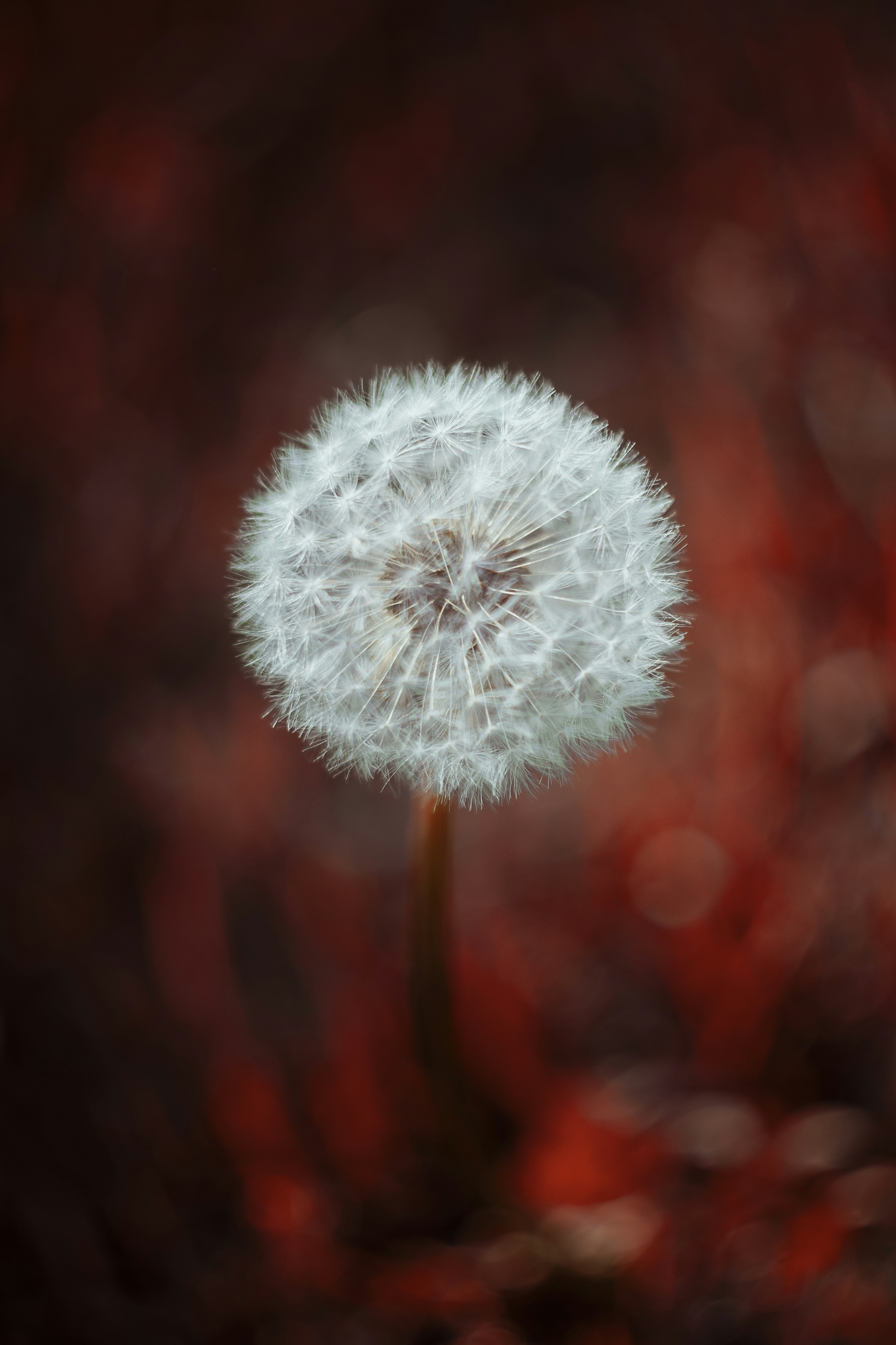 Diente de león blanco en fotografía de primer plano