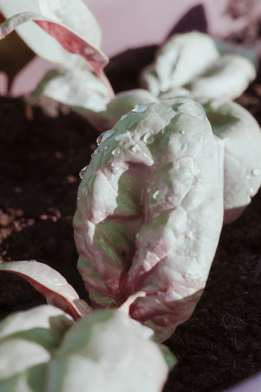 green and purple plant on brown soil