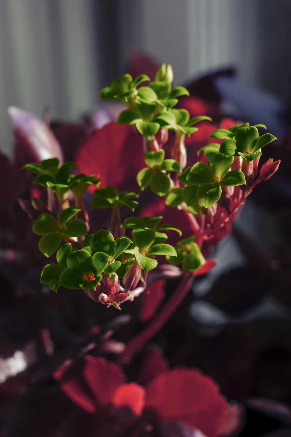 red and white flowers in tilt shift lens