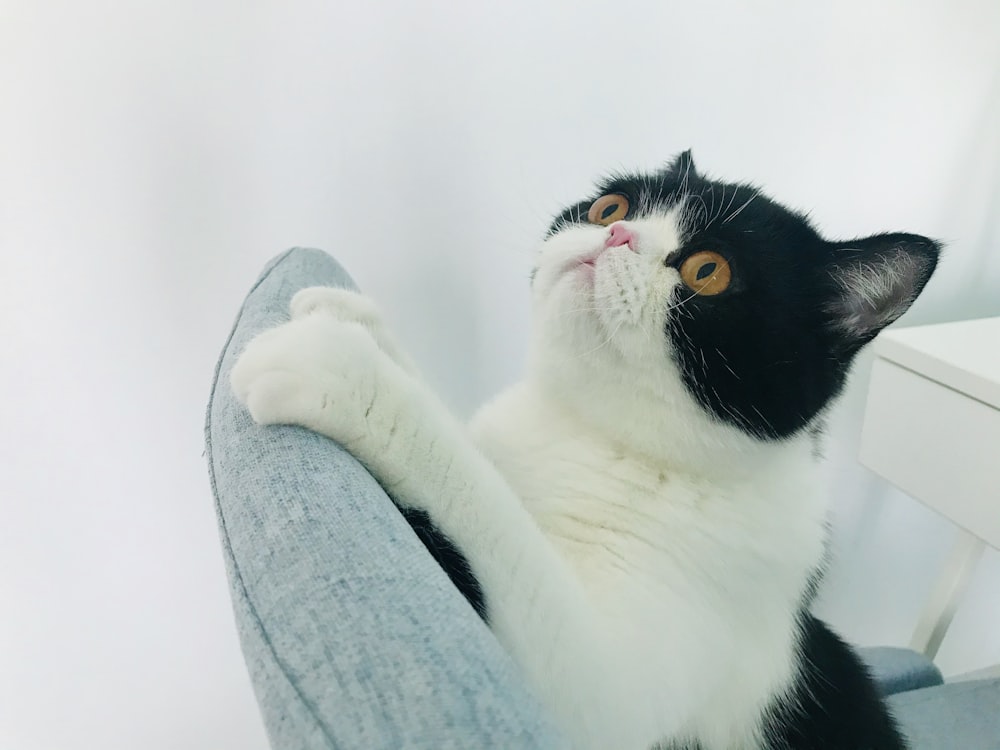 tuxedo cat on gray textile