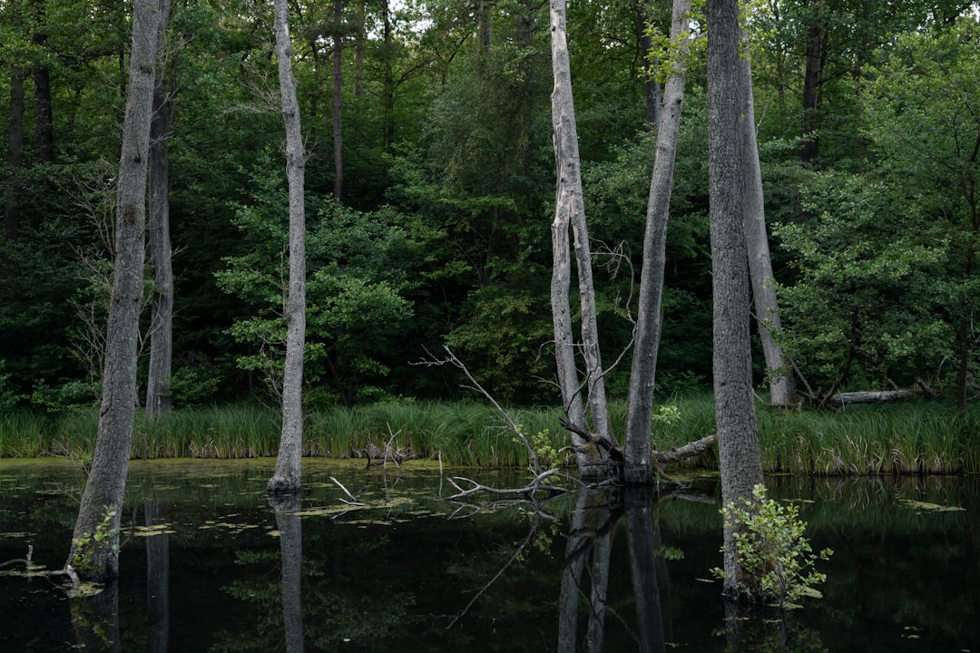 brown tree on body of water during daytime