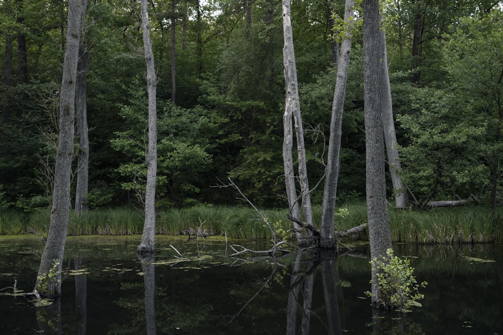 brown tree on body of water during daytime