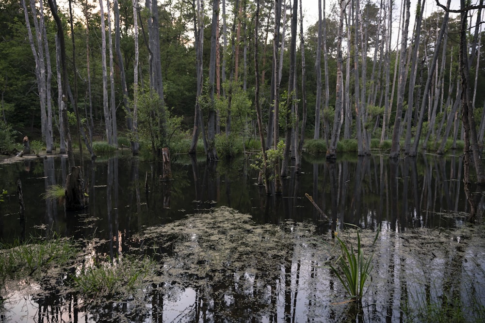 arbres verts sur la rive de la rivière pendant la journée