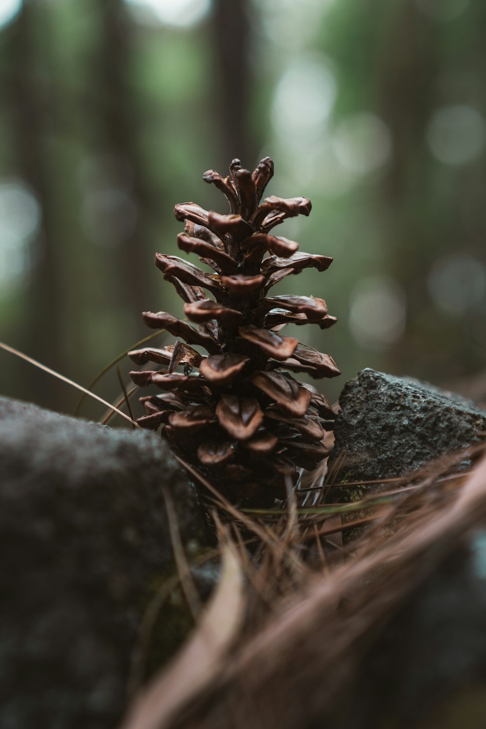 brown pine cone on gray rock