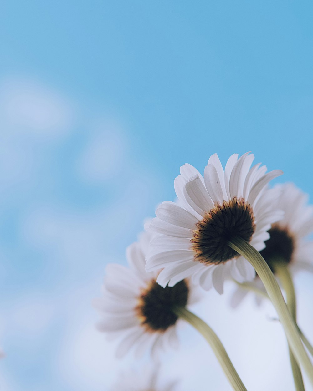 white daisy in close up photography