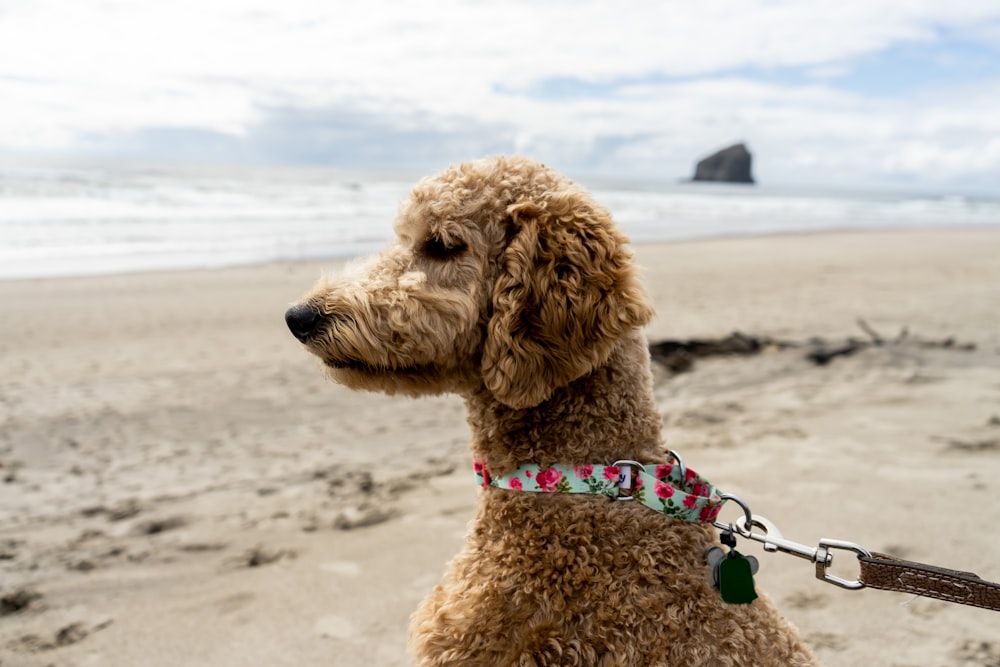 brown poodle with purple leash on beach during daytime