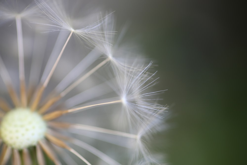 white dandelion in close up photography