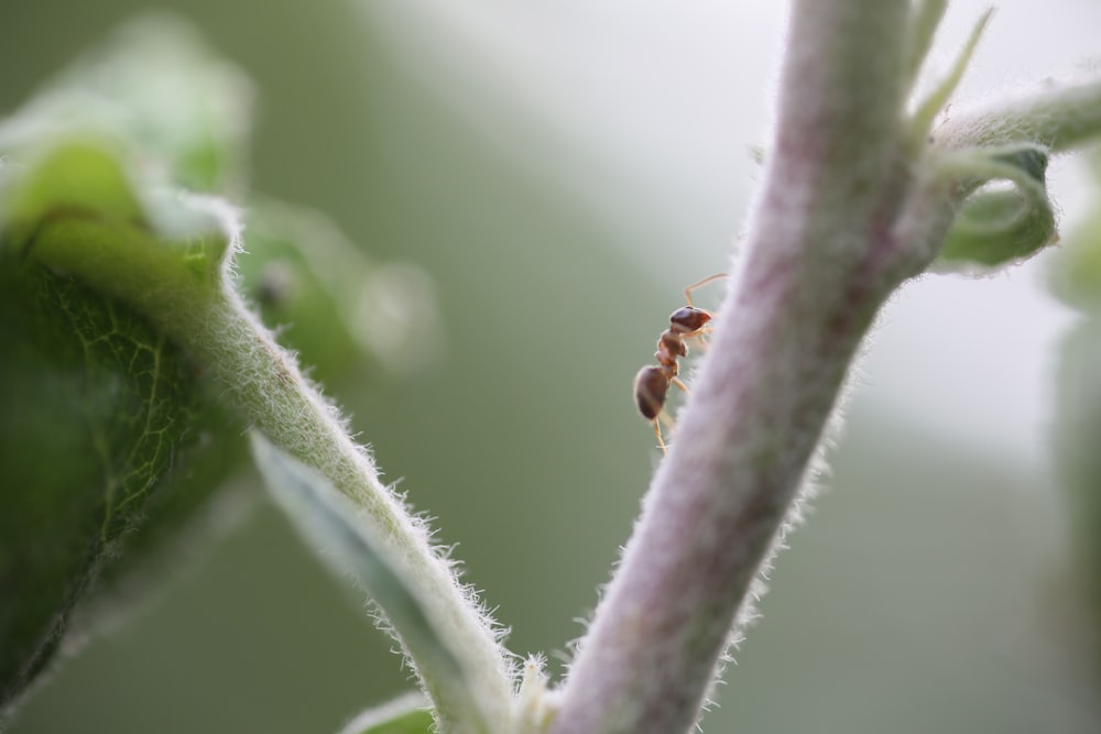 brown ant on green leaf