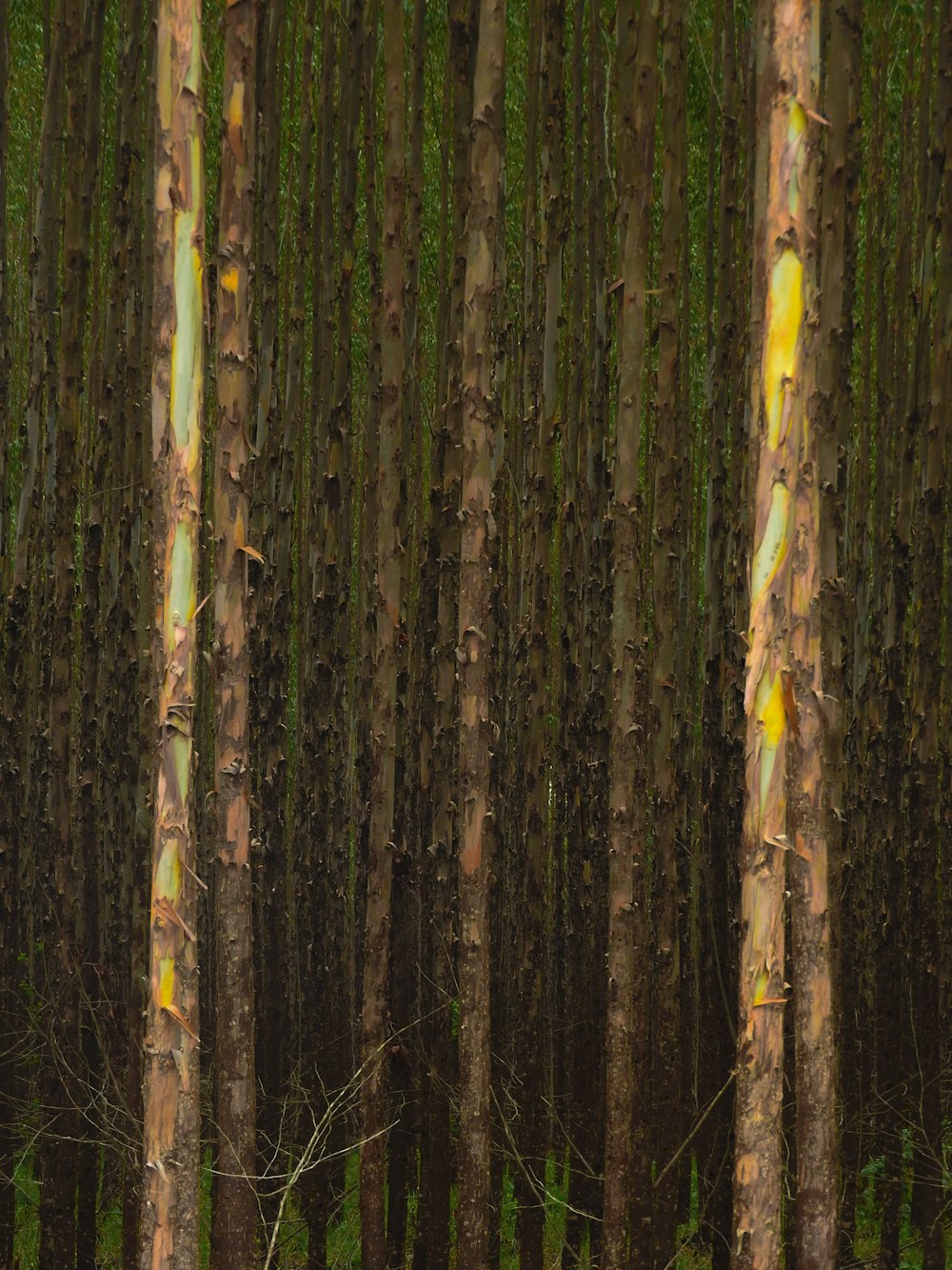 brown and green tree trunk