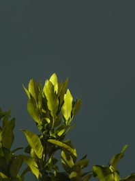 Bright green moringa leaves bathed in sunlight.