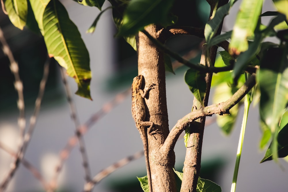 brown lizard on brown tree branch during daytime