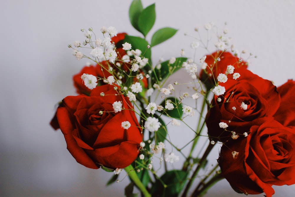 rote Rose in weißer Vase