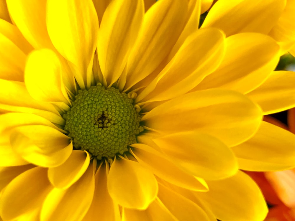 yellow flower in macro shot