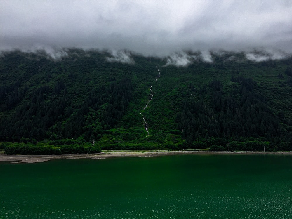 green trees near body of water