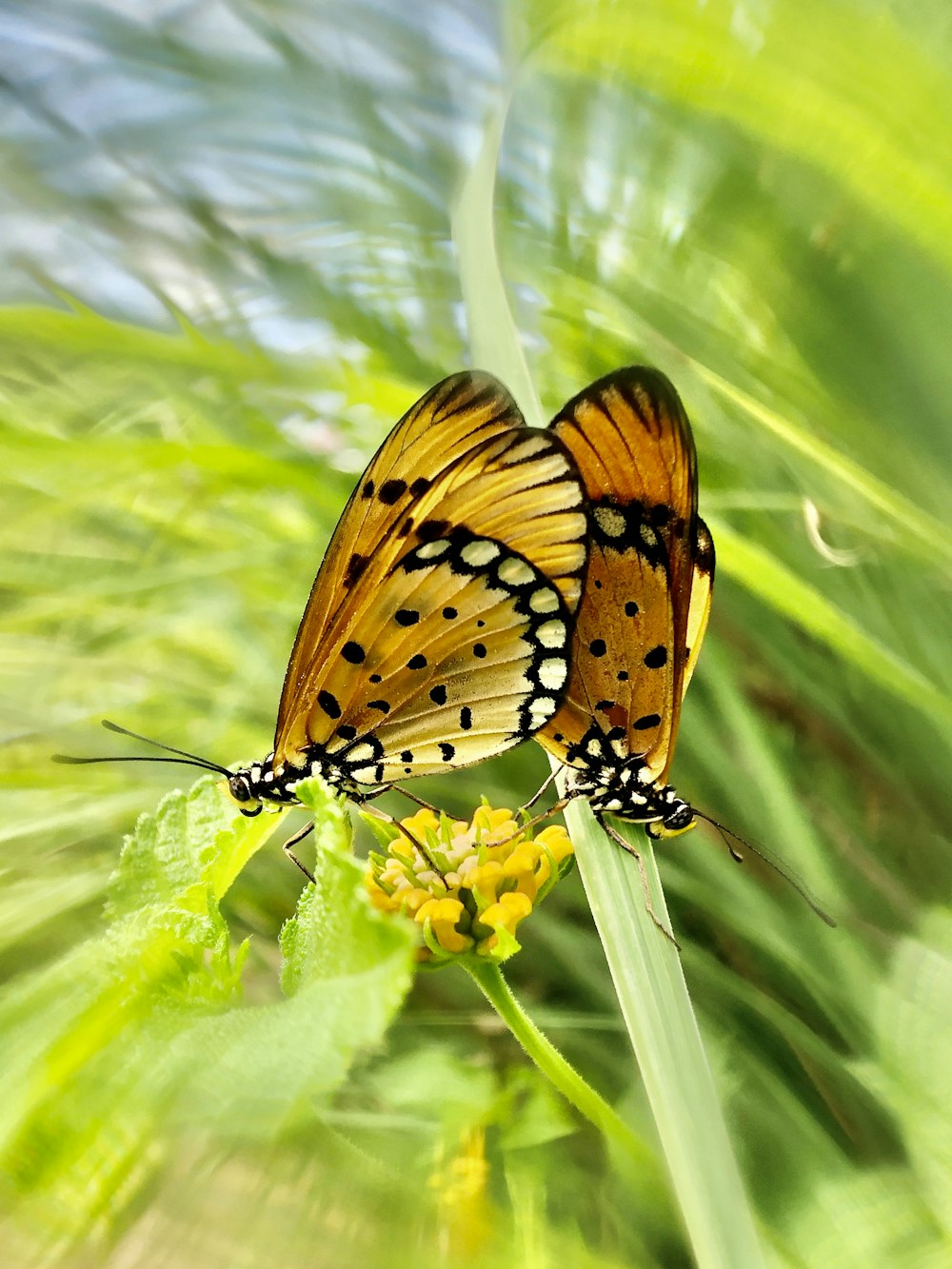 brown and black butterfly on green leaf