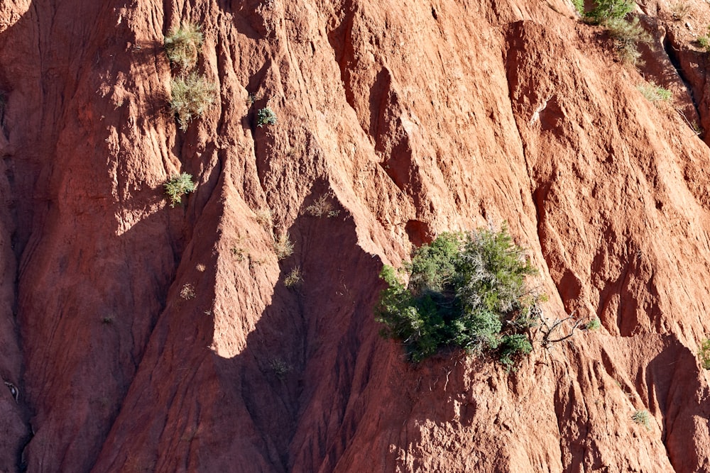 brown rock formation with green plants during daytime
