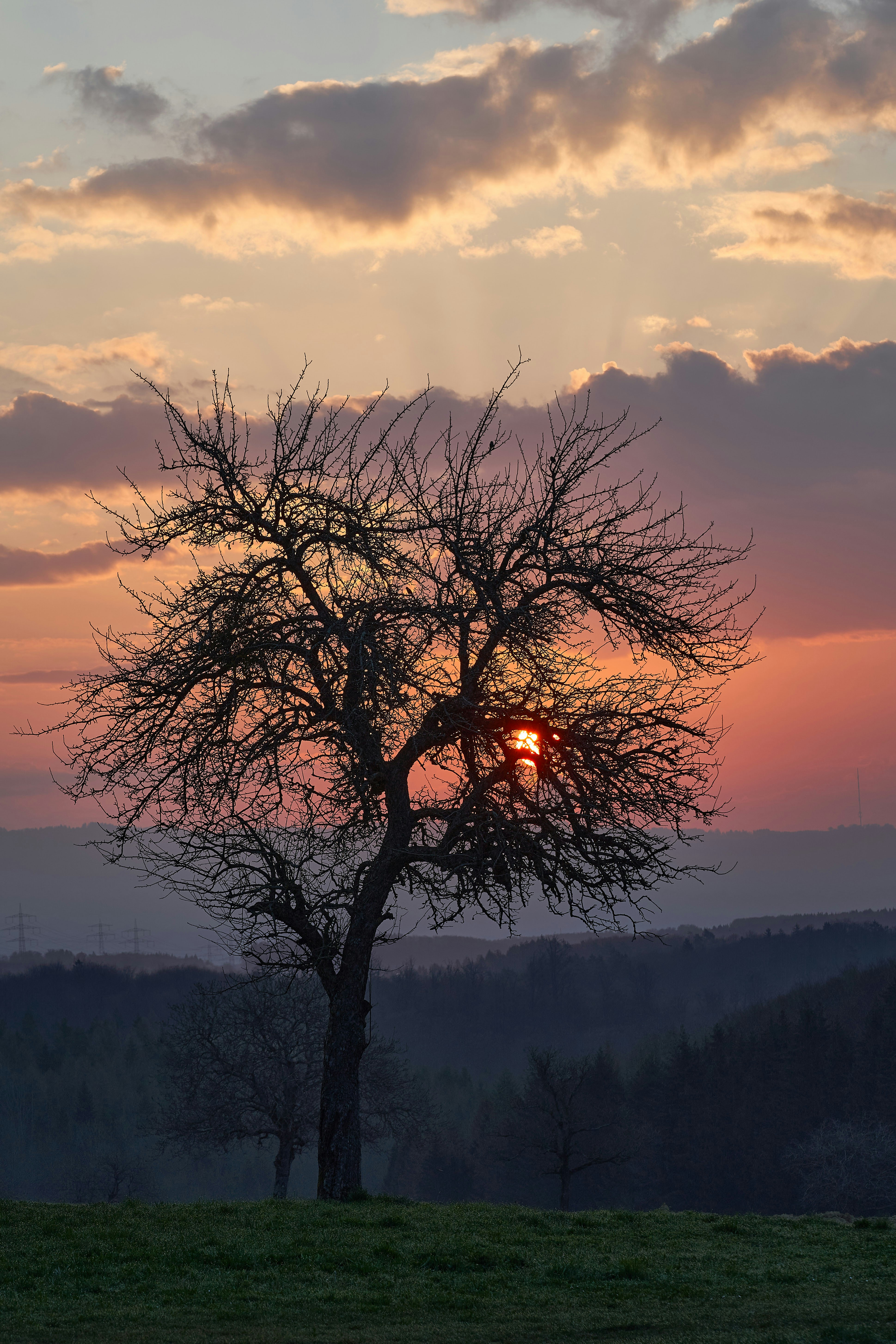 great photo recipe,how to photograph leafless tree on green grass field during sunset