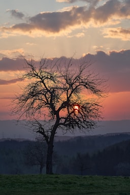 landscape photography,how to photograph leafless tree on green grass field during sunset