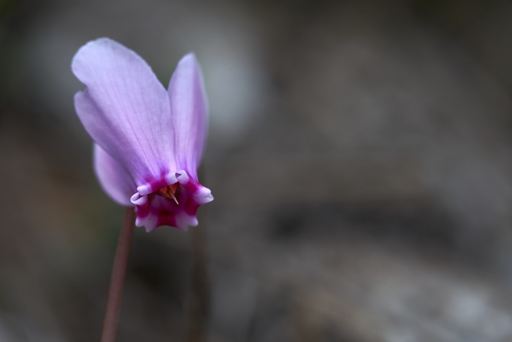 purple crocus in bloom during daytime