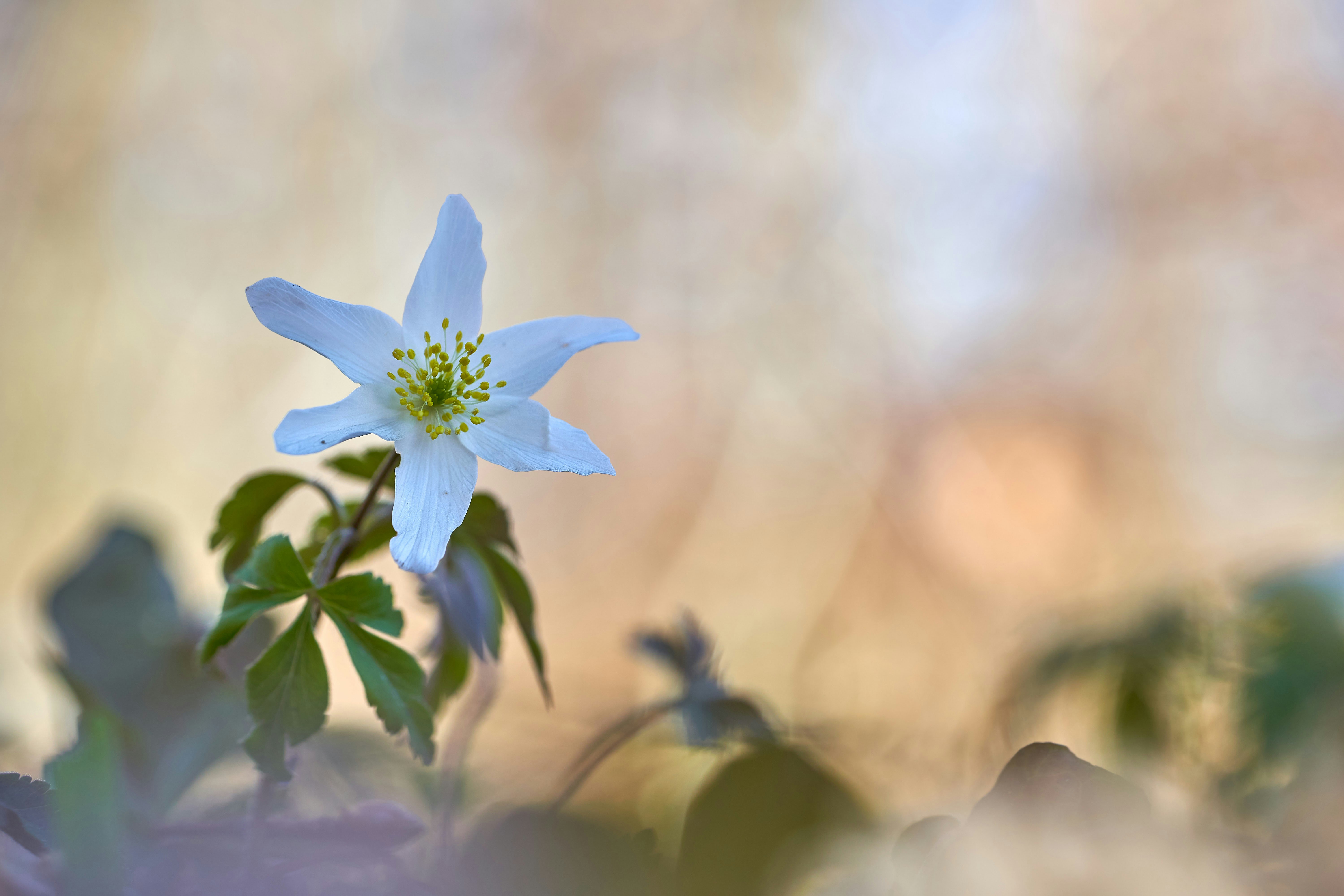 Photo by wolfgang_hasselmann