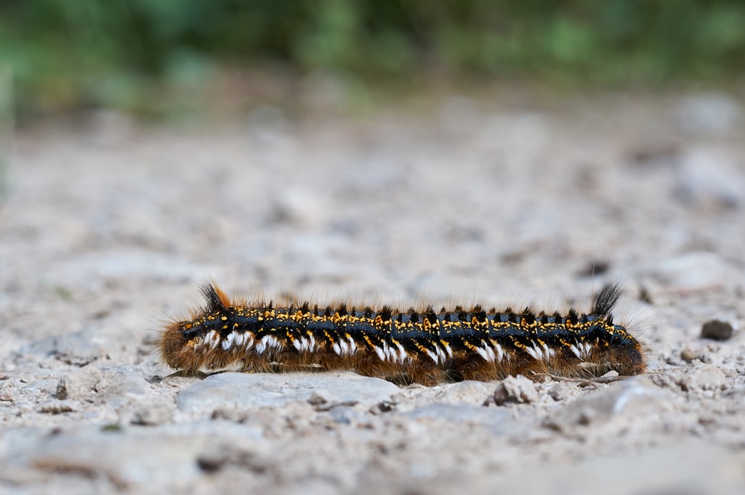brown and black caterpillar on gray ground in close up photography during daytime