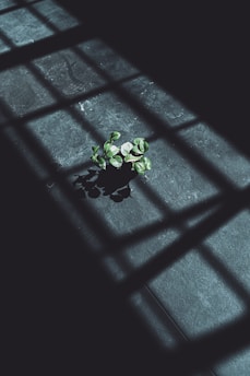 Illustration of watering a potted plant indoors with sunlight streaming through a window