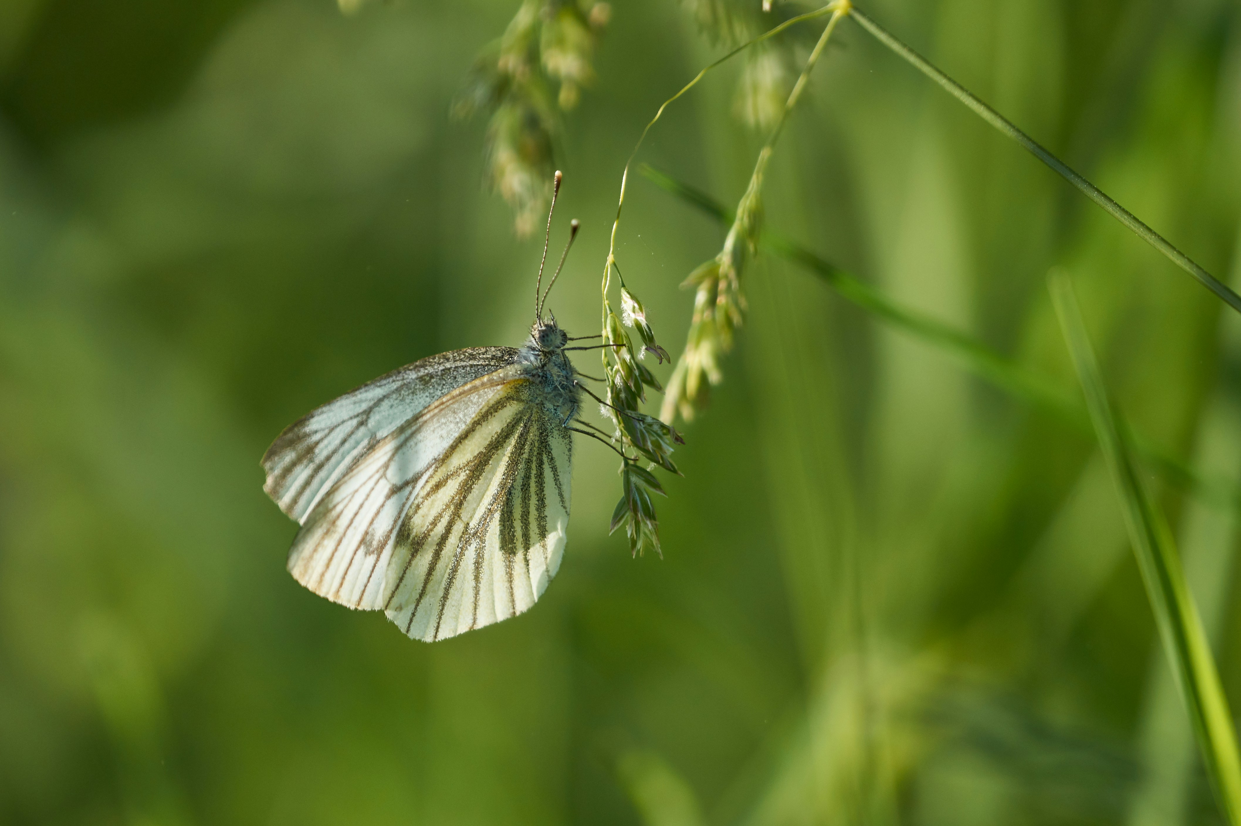 Photo by wolfgang_hasselmann