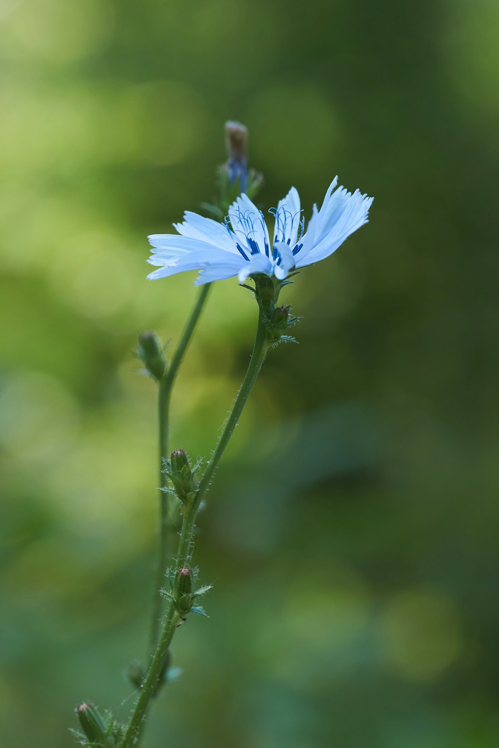 Fleur bleue dans une lentille à bascule décentrement