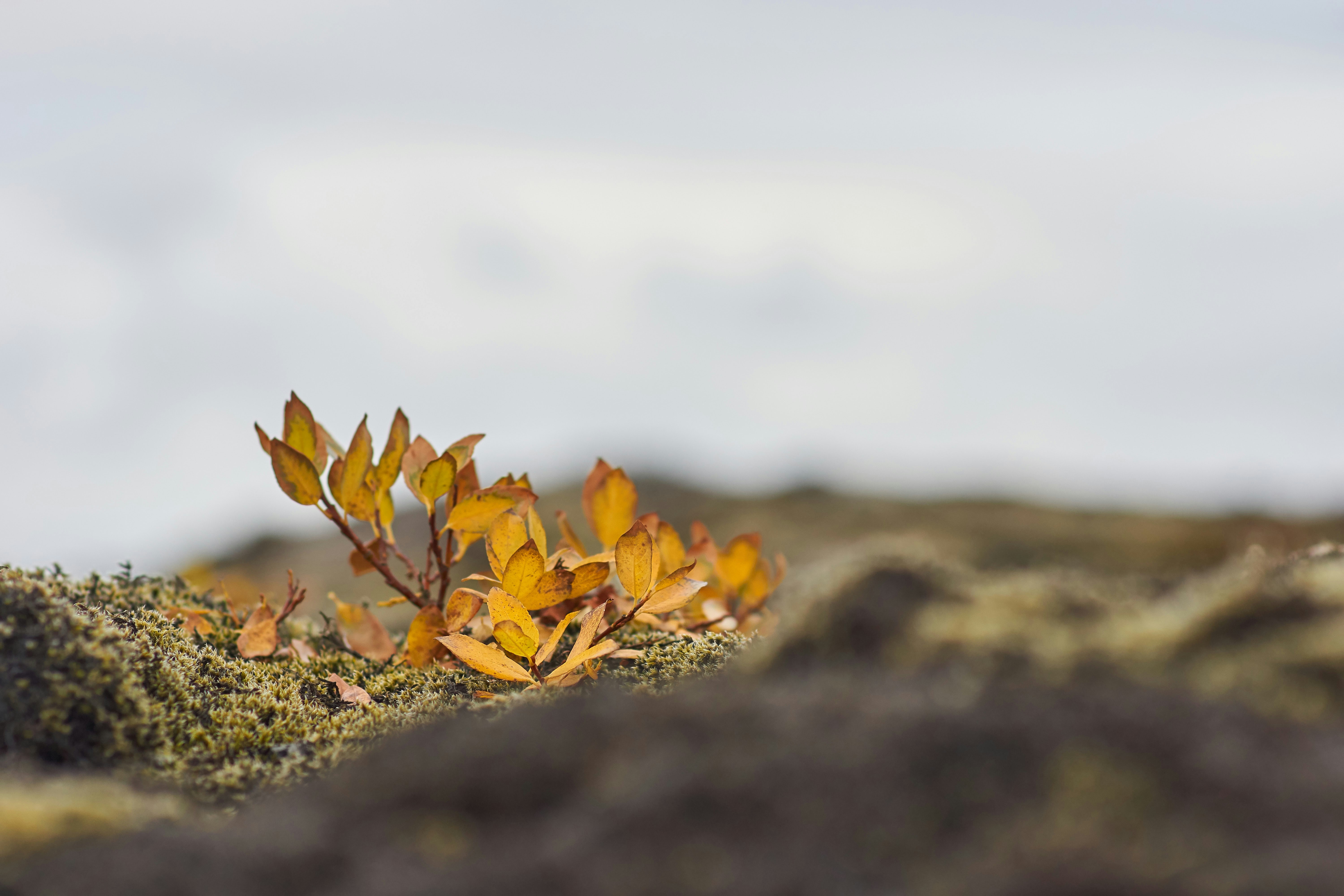 Photo by wolfgang_hasselmann