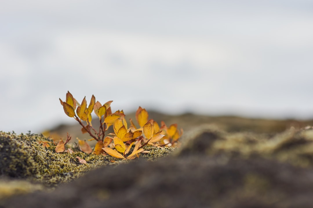 yellow leaves on gray ground during daytime