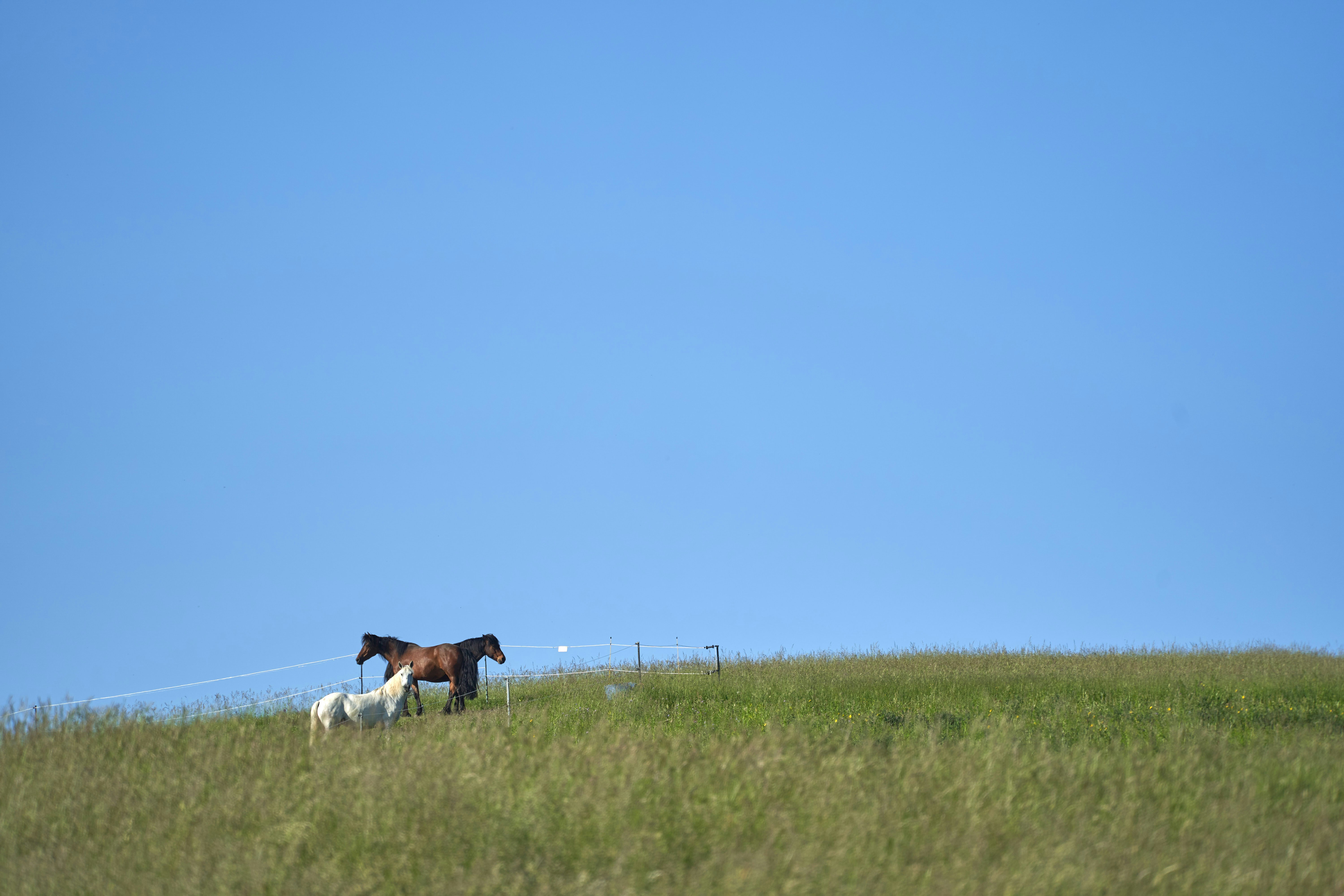 Photo by wolfgang_hasselmann