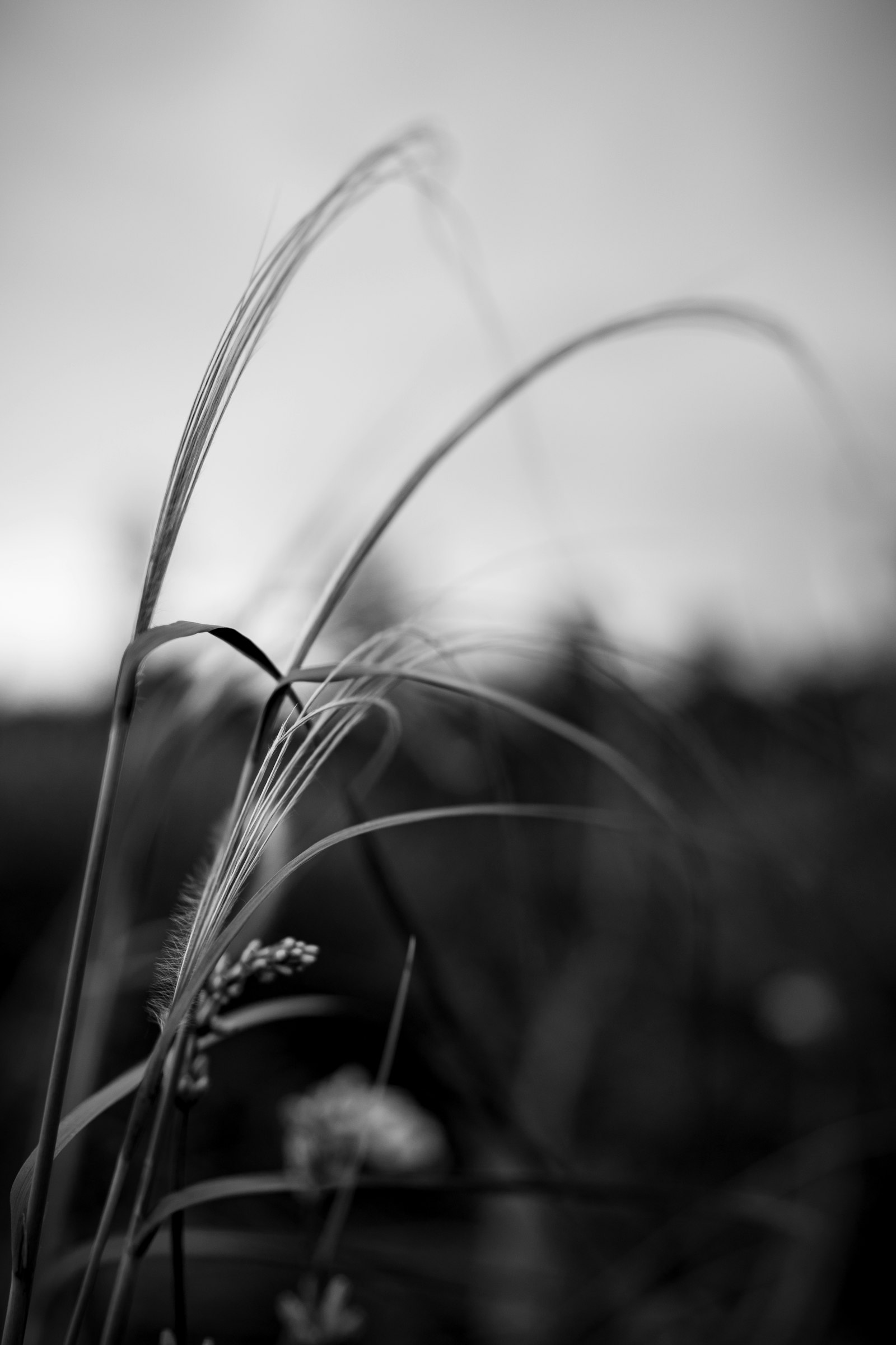 Sony a7 III + Sony FE 24mm F1.4 GM sample photo. Grayscale photo of grass photography