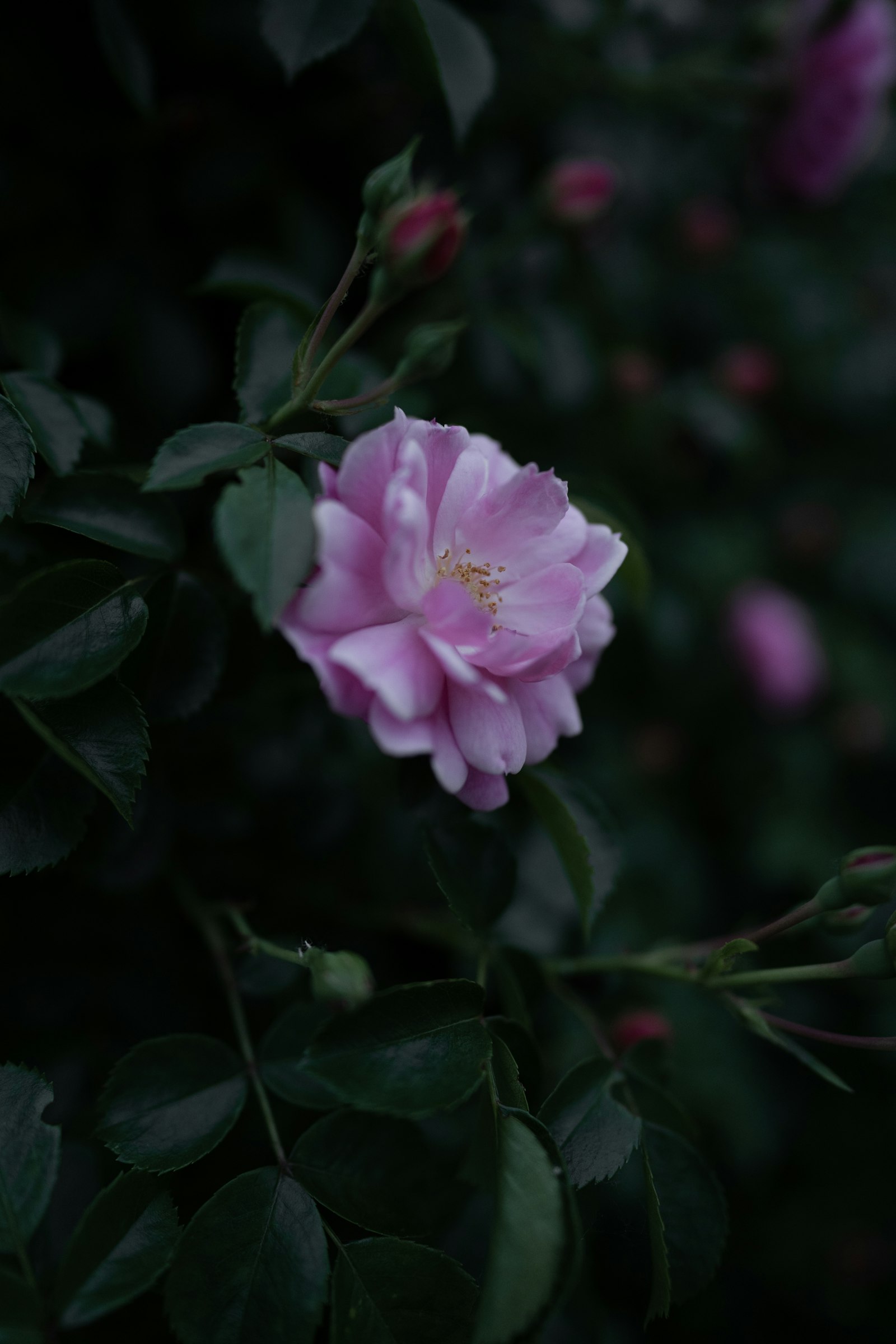 Sony FE 24mm F1.4 GM sample photo. Pink flower in tilt photography