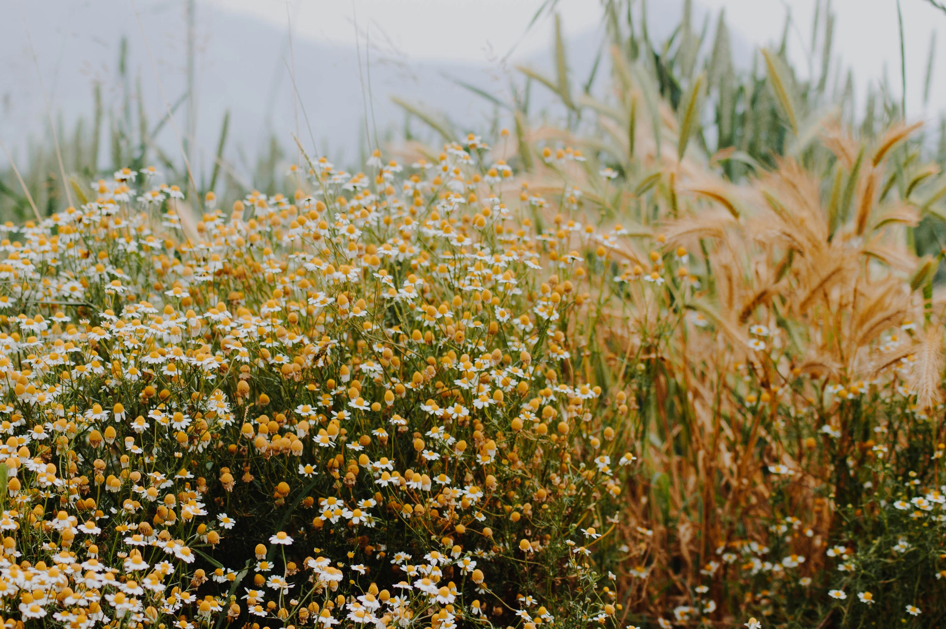 Photo by cosmicgarden