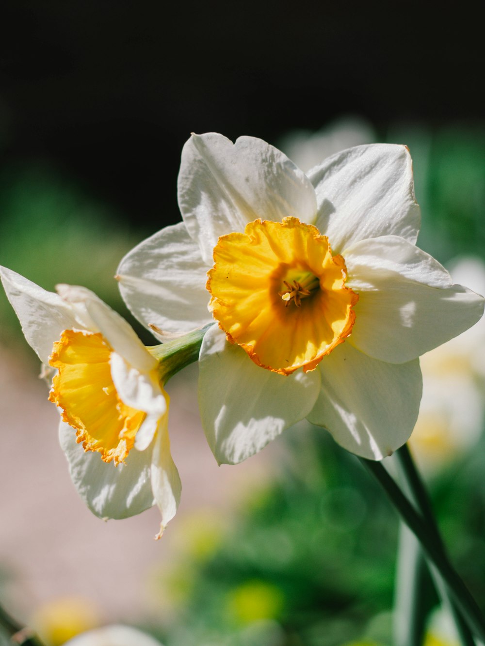 white and yellow flower in tilt shift lens