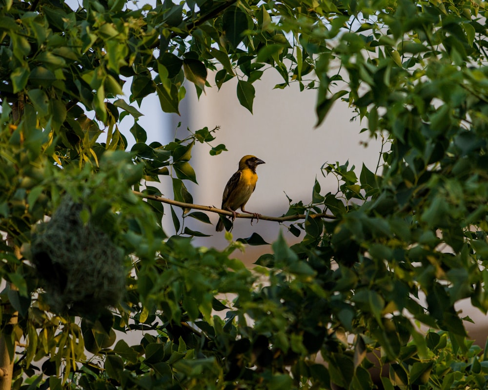 pássaro amarelo e preto no galho da árvore durante o dia