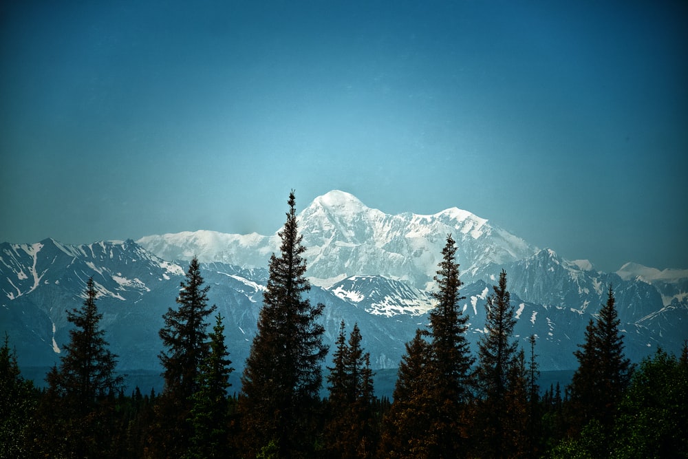 pins verts près d’une montagne enneigée pendant la journée