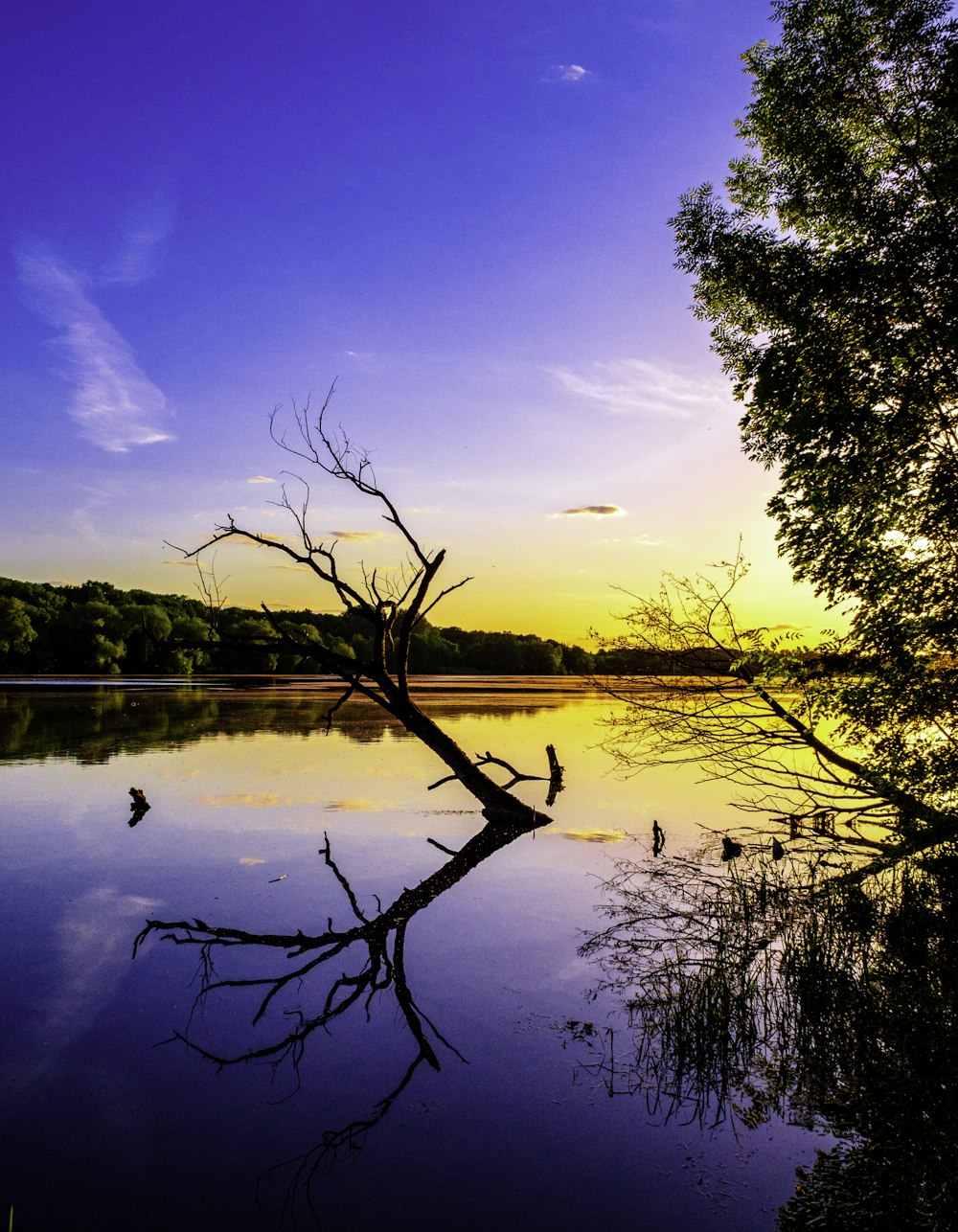 green trees beside body of water during daytime