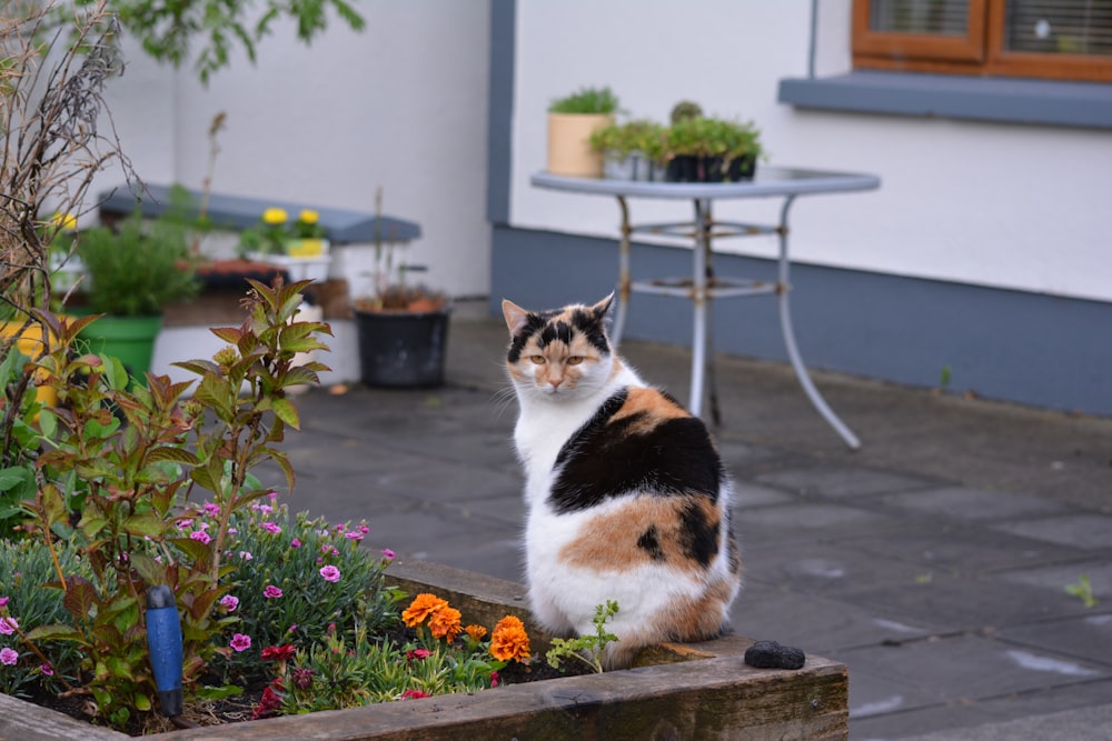 white and brown cat on brown wooden table