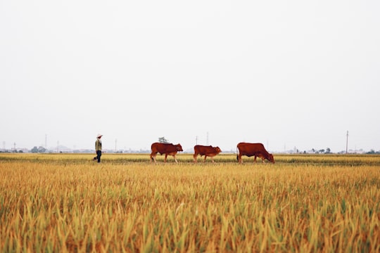 brown cow on green grass field during daytime in Nam Định Vietnam