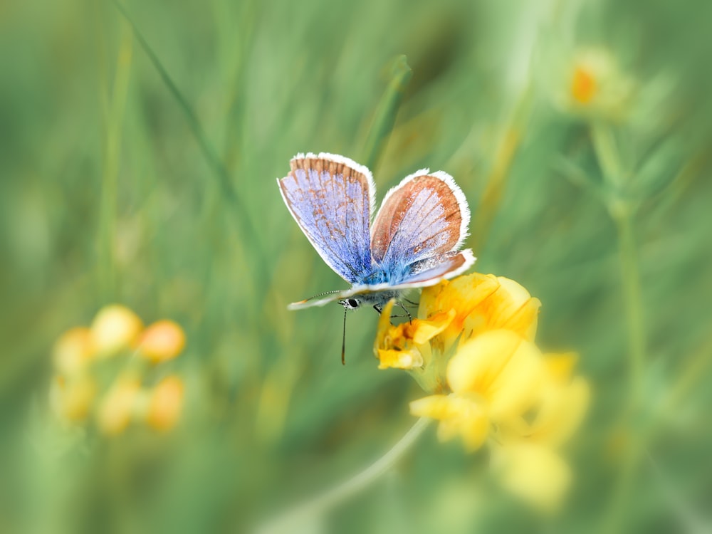 blue and white butterfly perched on yellow flower in close up photography during daytime