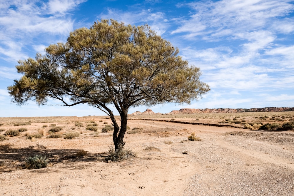 leafless tree on brown sand under blue sky during daytime