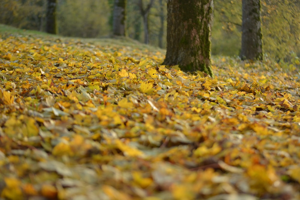 Feuilles séchées brunes sur le sol