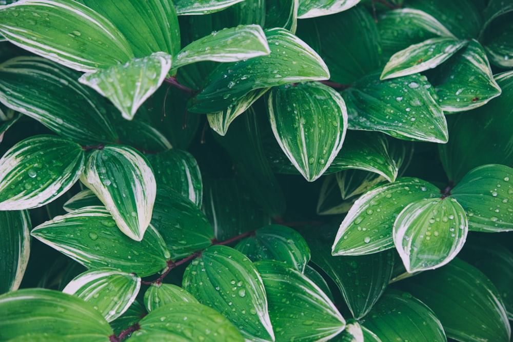 green leaves with water droplets