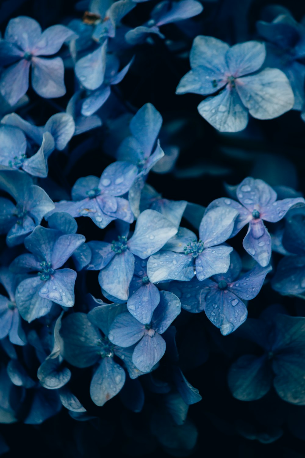 Hojas moradas en la fotografía de primer plano