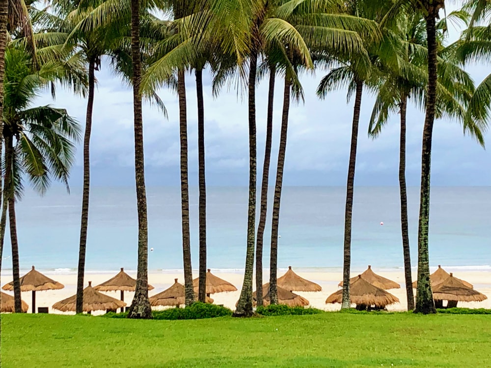 case di legno marroni vicino a palme verdi durante il giorno