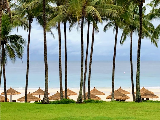 brown wooden houses near green palm trees during daytime in Bintan Indonesia